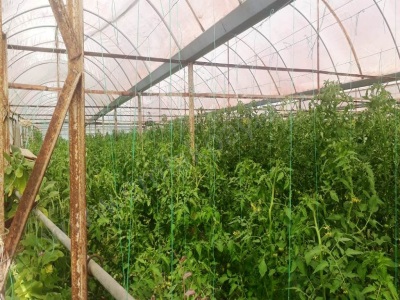 Ortaca Dalaklı Da Satılık Bağ 4 000 M2 Tünel Sera